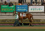 IMGP2651rt550m.jpg