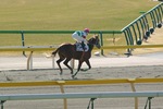 IMGP2719sprt550a.jpg
